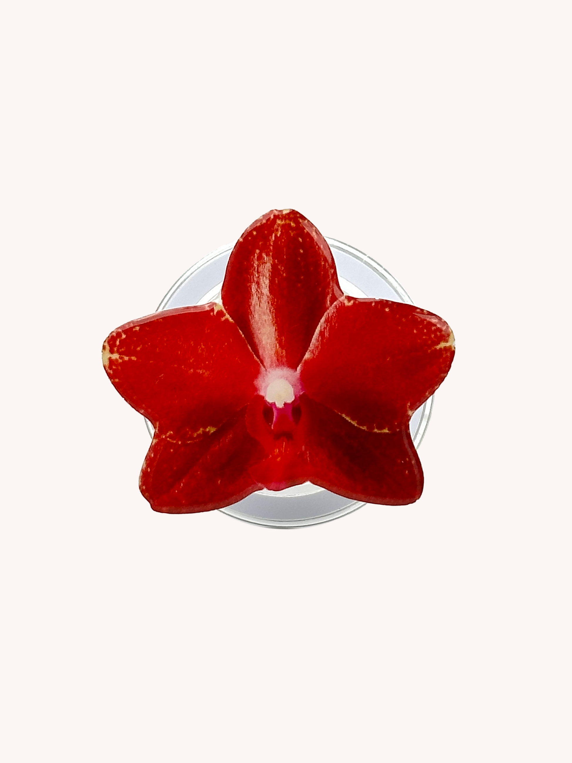 Cherry Red Orchid Magsafe