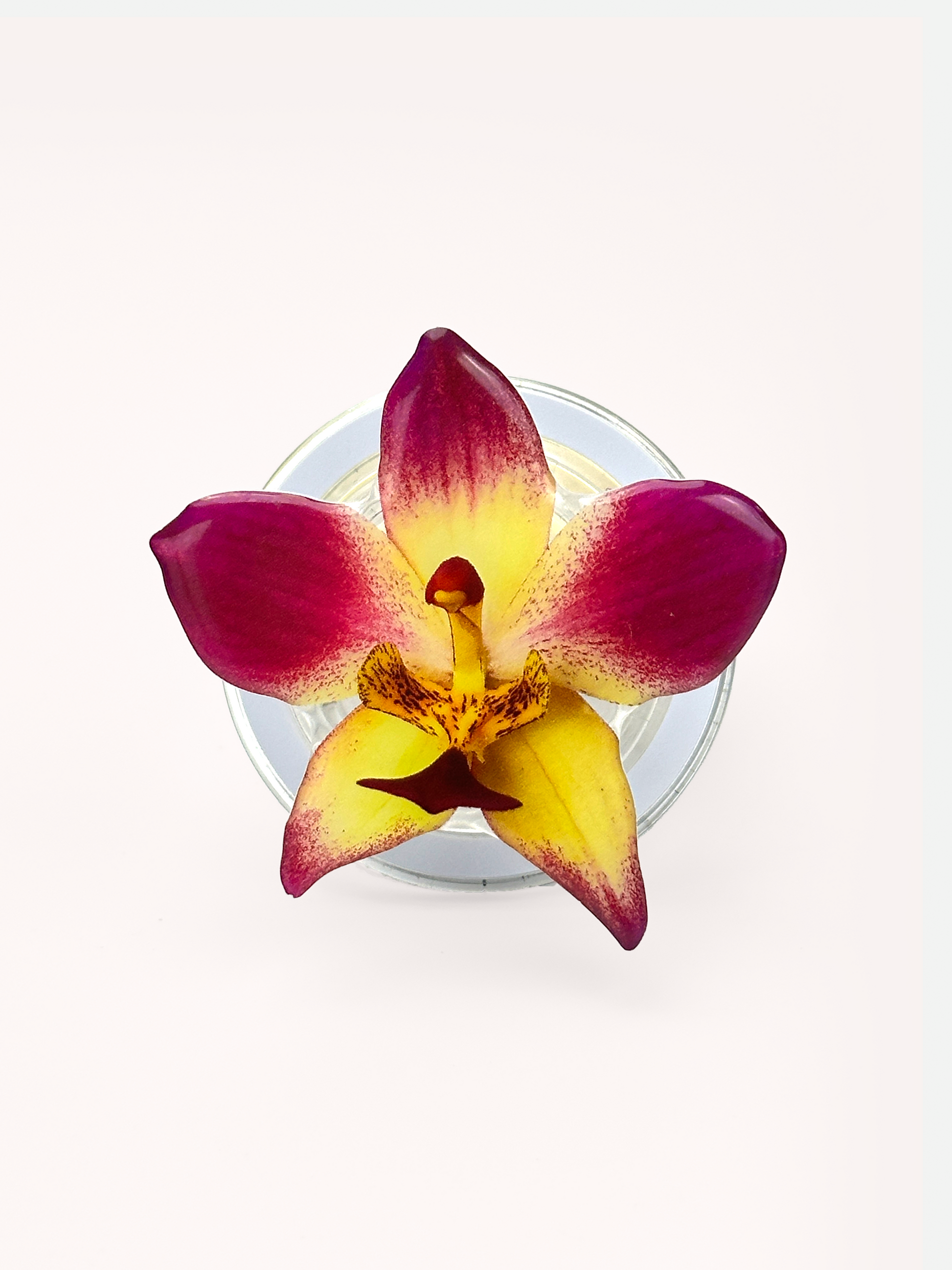 Gradient Boat Orchid Magsafe