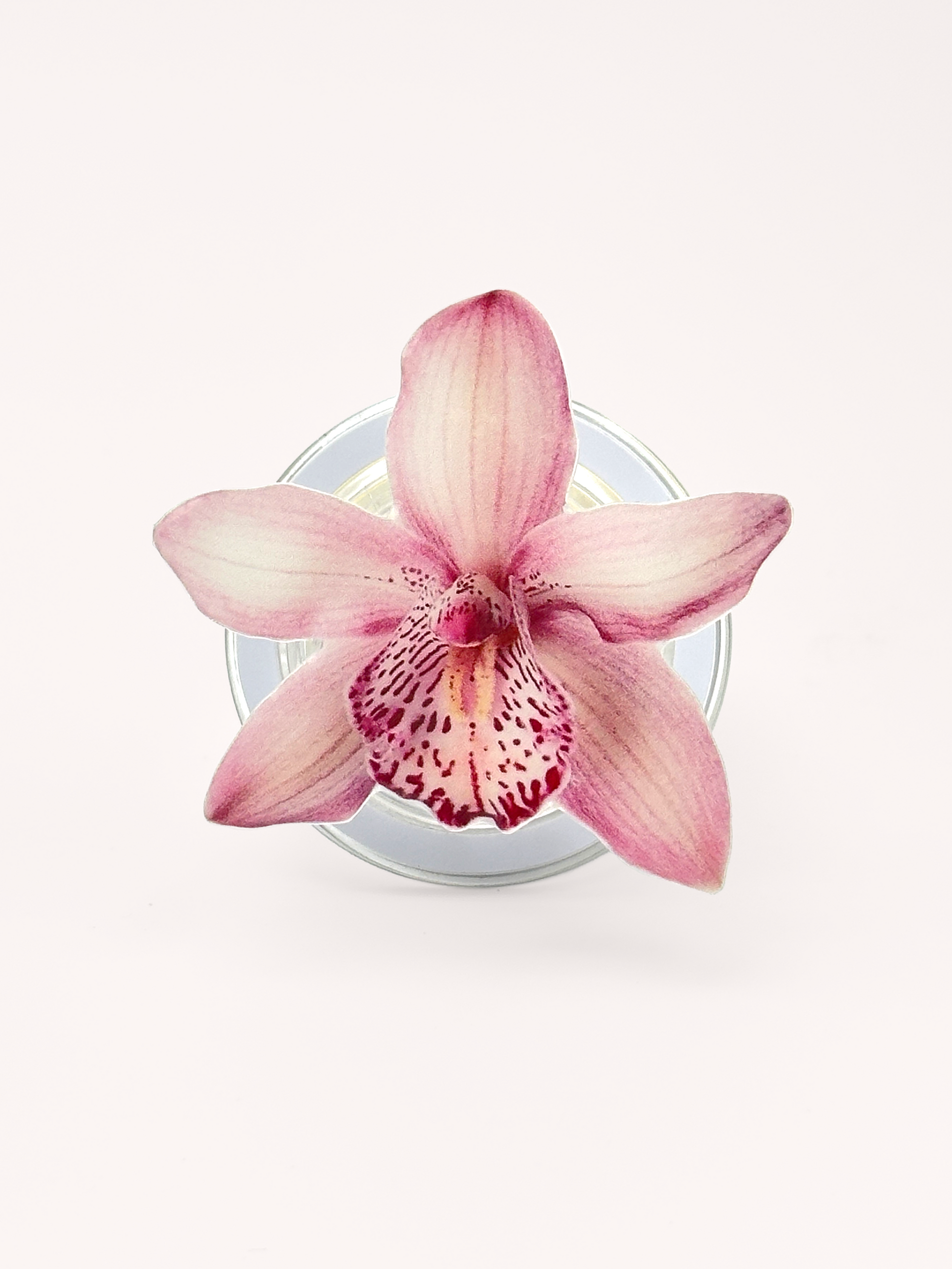 Pink Boat Orchid Magsafe
