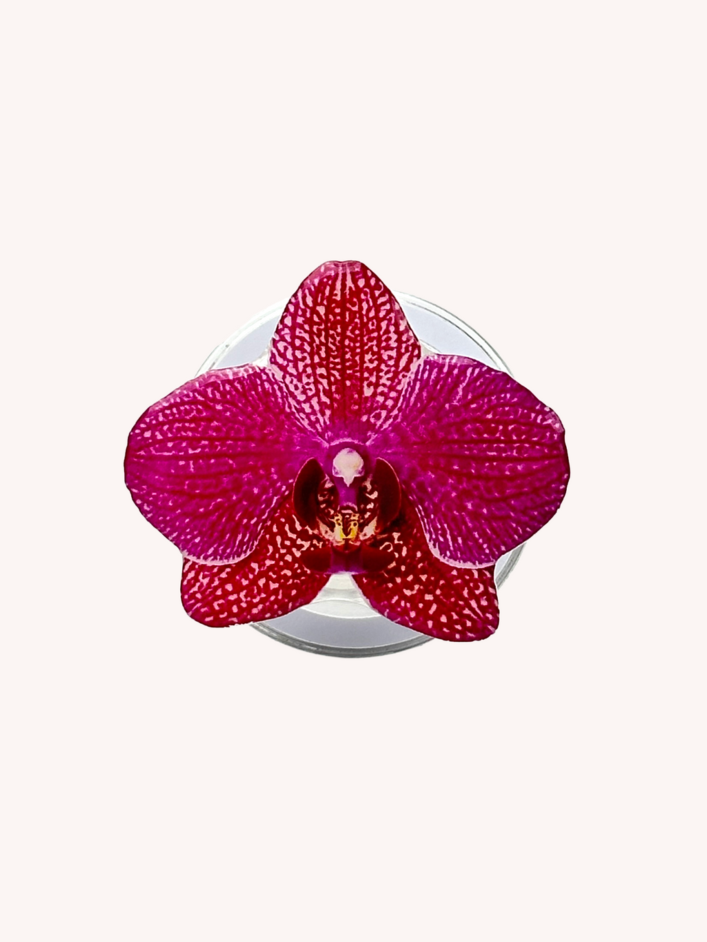 Rasberry Orchid Magsafe